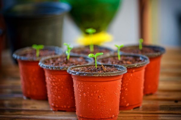 garden-2253111_1280